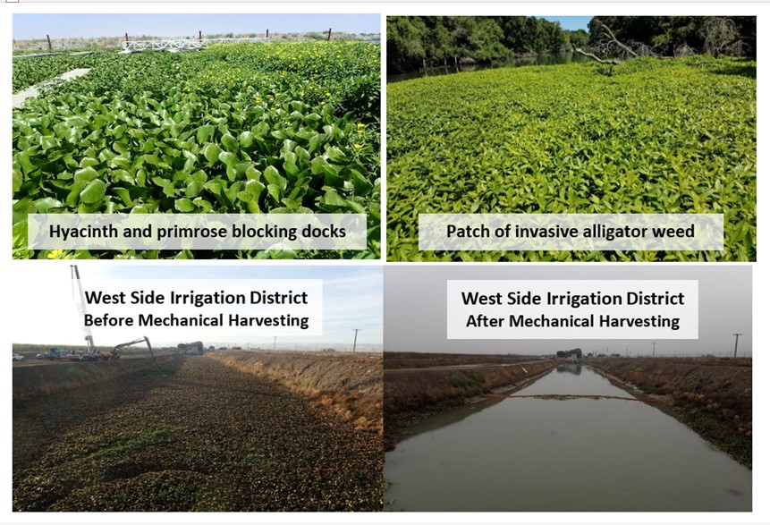 DBW Delta Invasive Plant Species Treatment